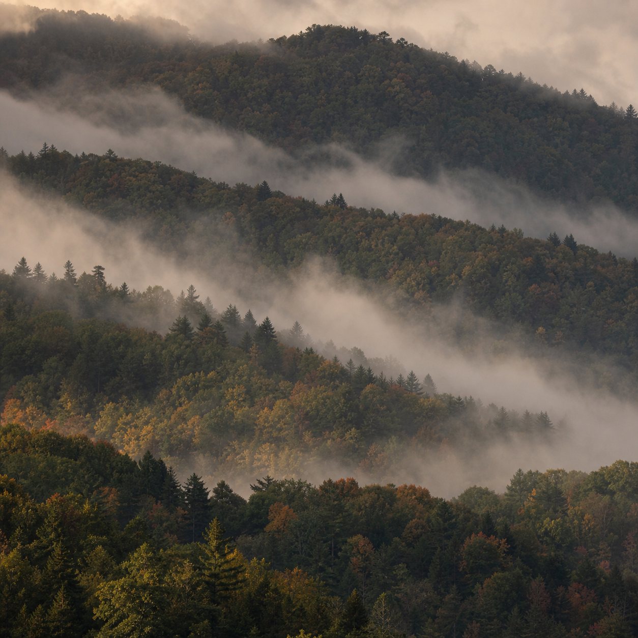 Fog rolling across the layered ridgelines of the North Carolina High Country at golden hour
